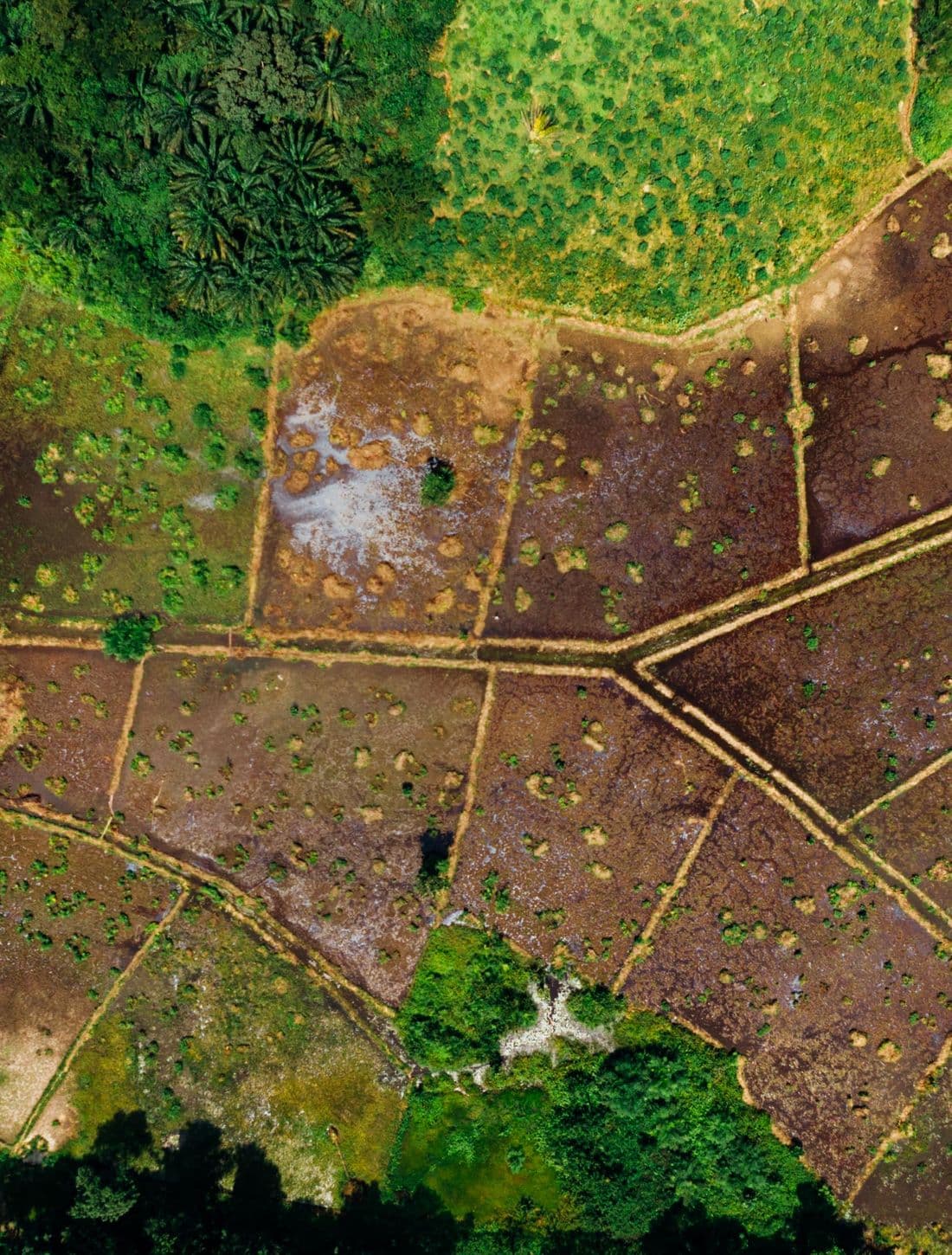 Vue aérienne de parcelles agricoles tropicales