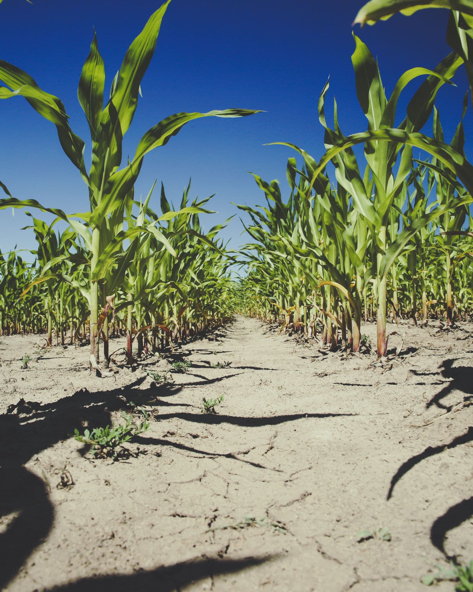 Jeunes plants de maïs alignés sur une terre labourée